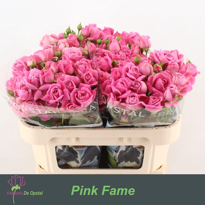 <h4>R TR PINK FAME</h4>