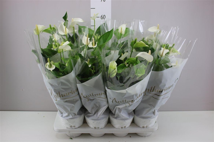 <h4>Anth An White Champion</h4>