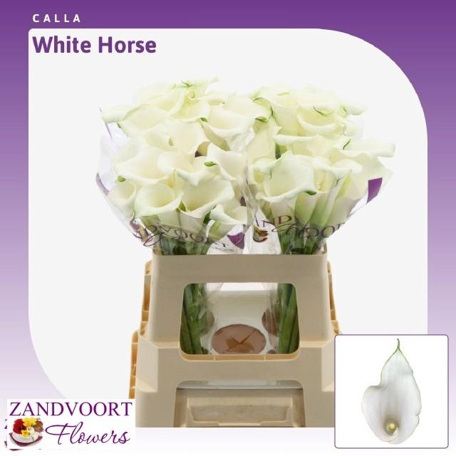 <h4>ZANT WHITEHORSE</h4>