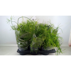 Rhipsalis baccifera 'Oasis'