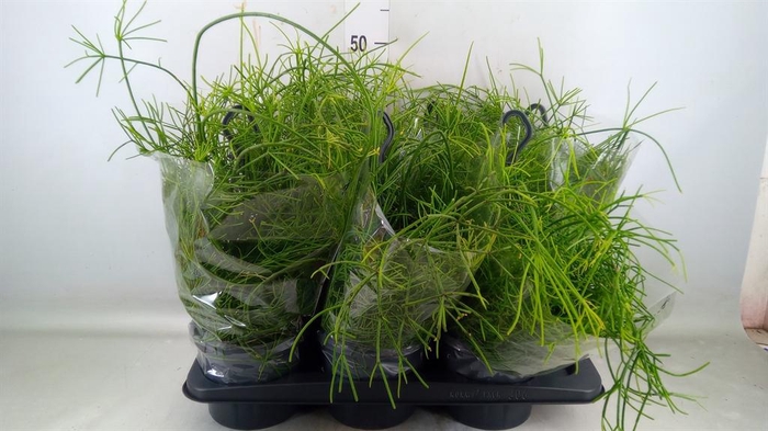 <h4>Rhipsalis baccifera 'Oasis'</h4>