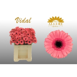Gerbera mini 'Vidal' fust 555