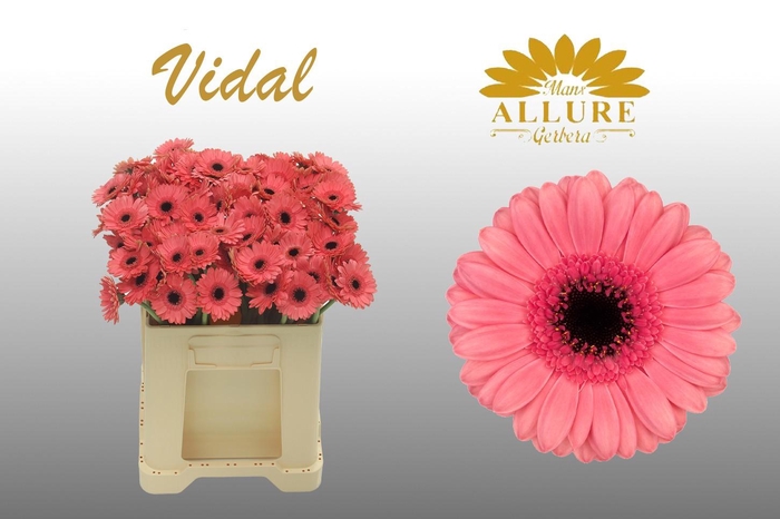 <h4>Gerbera mini 'Vidal' fust 555</h4>