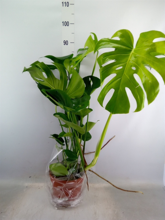 <h4>Monstera delic.</h4>