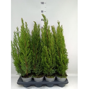 Chamaecyparis laws. 'Ellwoodii'