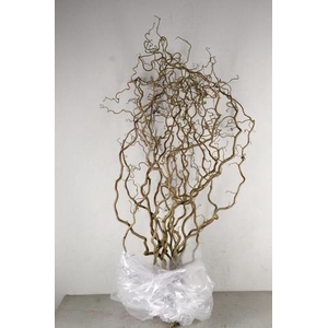 CORYL AV CONTORTA 2 JARIG 140CM