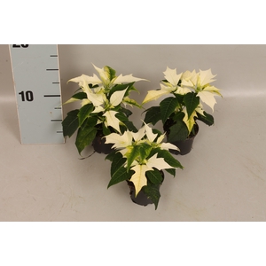 Poinsettia 6  cm Alaska White 2 / 4 kop