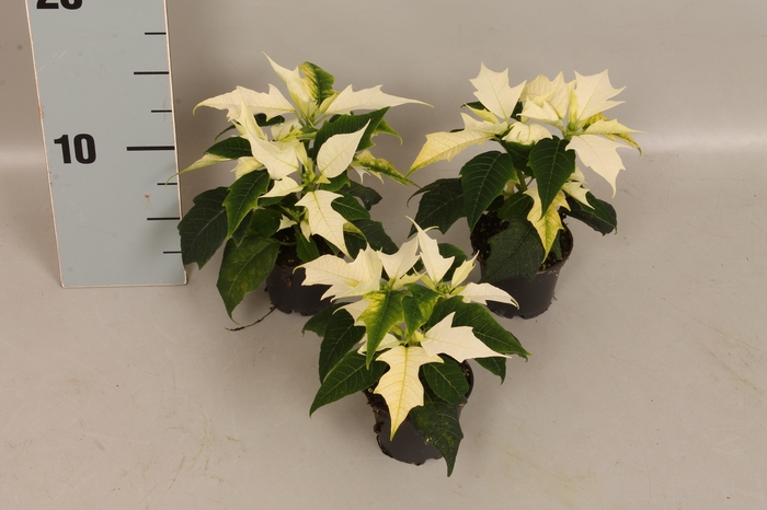 Poinsettia 6  cm Alaska White 2 / 4 kop