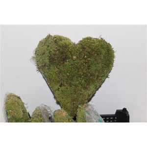 Bolmos Hart Staand Large