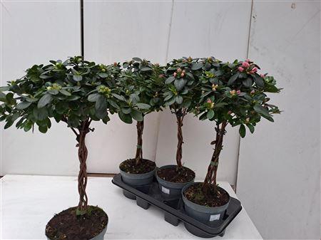 <h4>Rhodo Stam Xl Mix</h4>