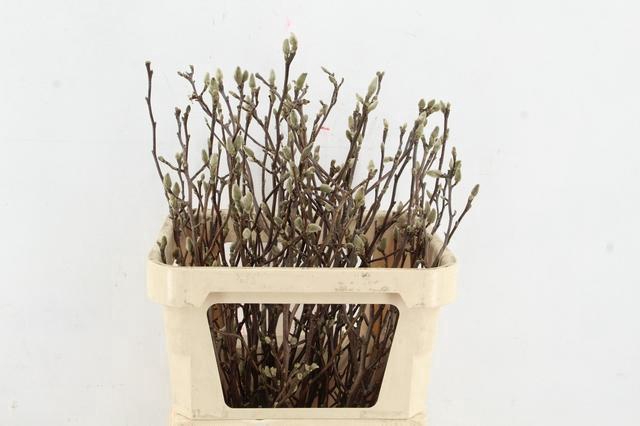 <h4>MAGNOLIA GEORGE HENRY KERN 080CM</h4>