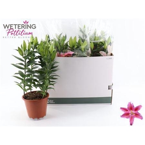 Lil Or Sun Martiniqu