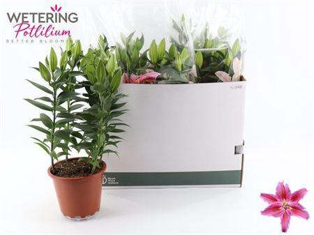 <h4>Lil Or Sun Martiniqu</h4>