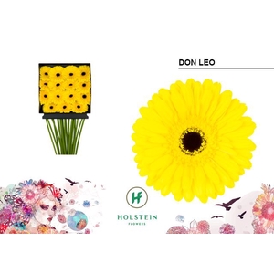 Gerbera Don Leo Diamond per kaart