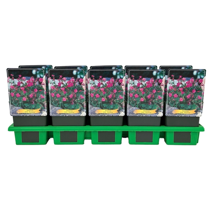 <h4>Geranium x cantabrigiense Karmina</h4>