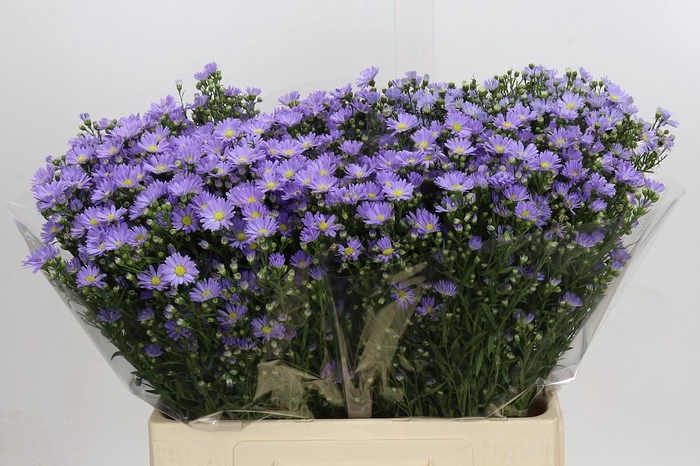 <h4>Aster Cassandra</h4>