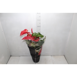 ANTHURIUM MICHIGAN P17 PREMIUM