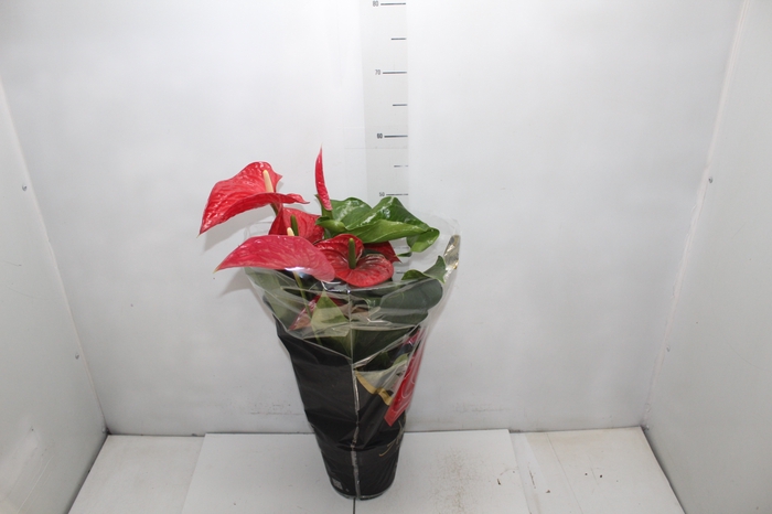 <h4>ANTHURIUM MICHIGAN P17 PREMIUM</h4>