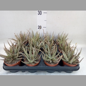 Aloe variegata