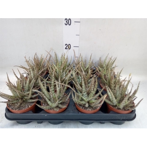 Aloe variegata