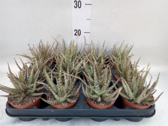 <h4>Aloe variegata</h4>