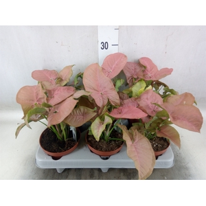 Syngonium   ...