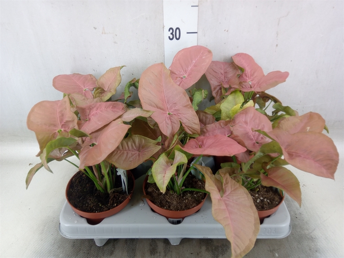 <h4>Syngonium   ...</h4>