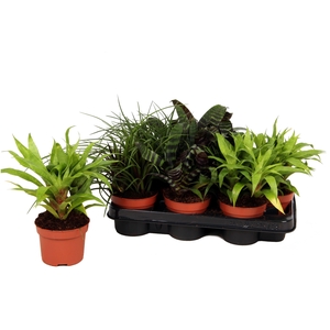 Toef Forrest mix 12cm