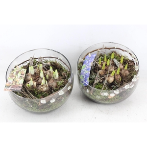 arr4 Bollenmix MB - Glas halve maan 285/5