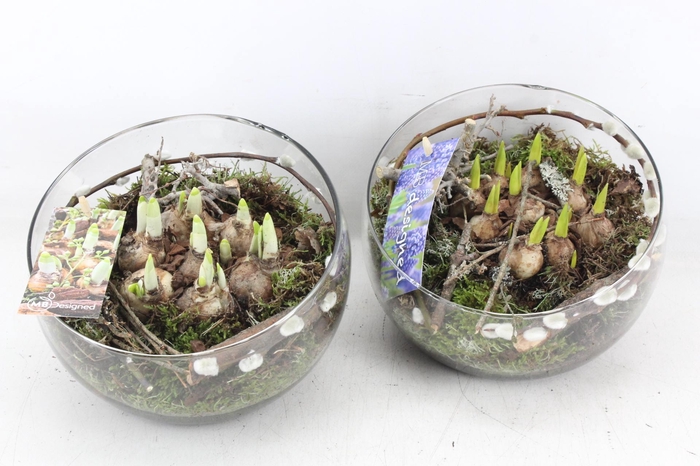 <h4>arr4 Bollenmix MB - Glas halve maan 285/5</h4>