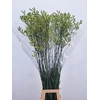 ANIGOZ NIRVANA 120CM