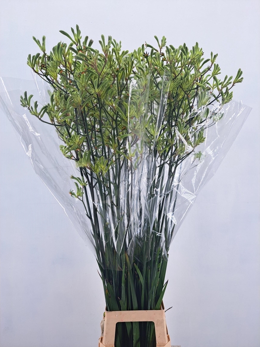 ANIGOZ NIRVANA 120CM