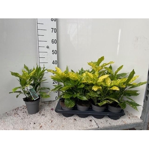 AUCUBA J VARIEGATA