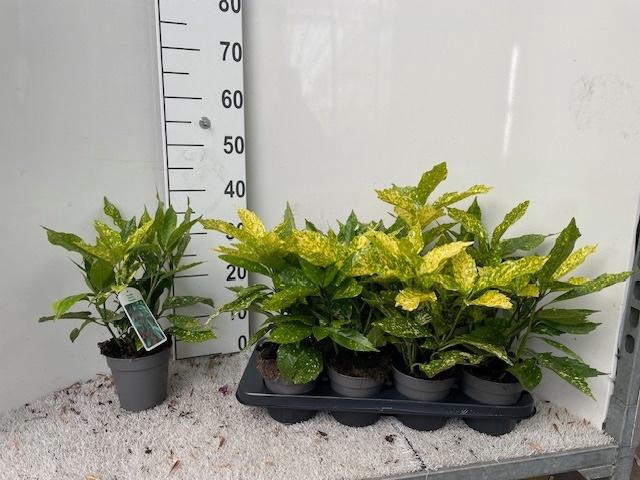 <h4>AUCUBA J VARIEGATA</h4>