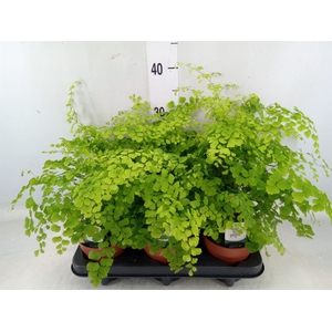 Adiantum raddi. 'Fragrans'