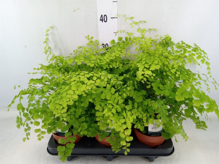 <h4>Adiantum raddi. 'Fragrans'</h4>