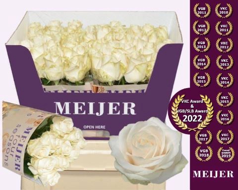 <h4>Rosa GR 'Four Seasons'</h4>