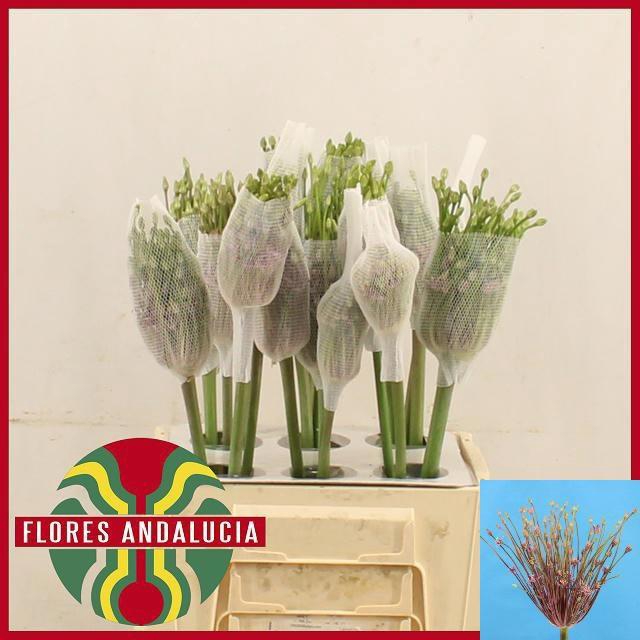 <h4>ALLIUM SCHURBETTI#</h4>