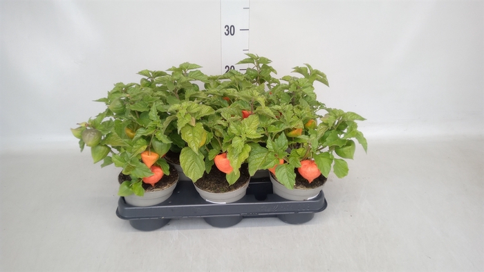 <h4>Physalis alkekengi</h4>