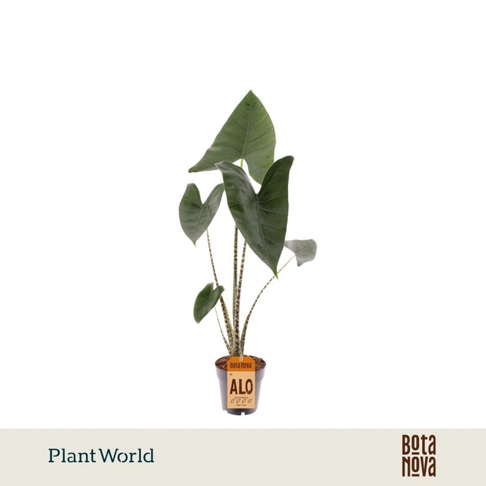 <h4>Alocasia zebrina</h4>
