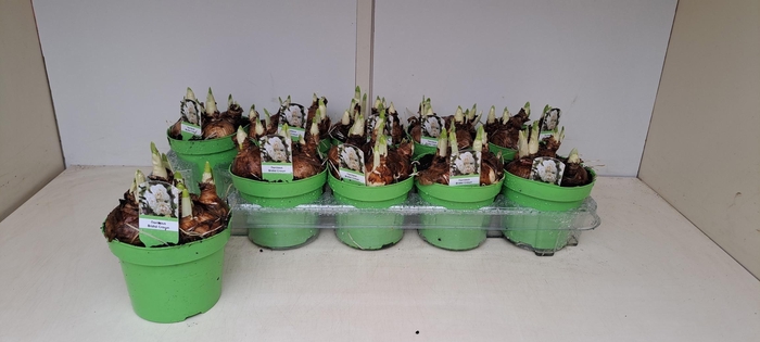 <h4>NARC D BRIDAL CROWN</h4>