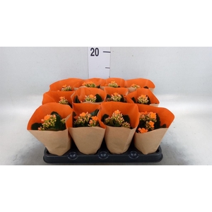 Kalanchoe blos.   ..