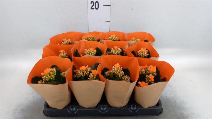 <h4>Kalanchoe blos.   ..</h4>