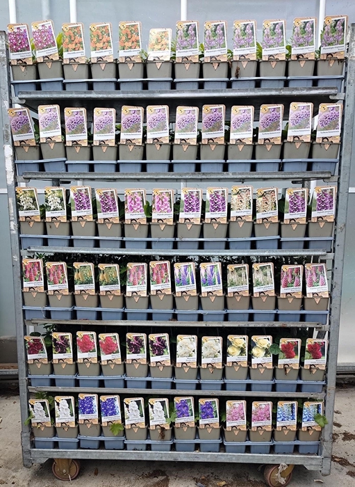 <h4>VASTE PL MIXK</h4>