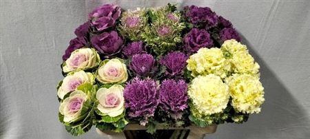 <h4>Brass Gem L</h4>