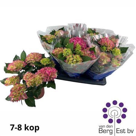 Hydrangea Macrophylla Hi Meadow Roz 7-8