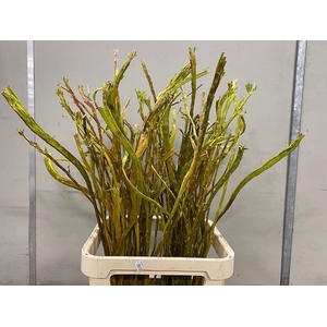 Salix Bandwilg Oude Spoorbaan