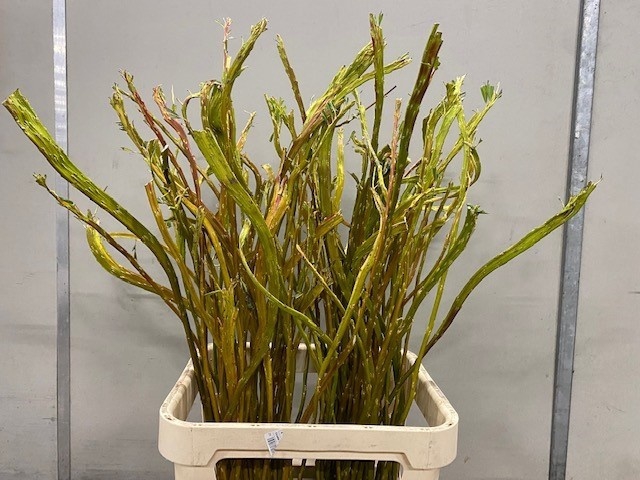 <h4>Salix Bandwilg Oude Spoorbaan</h4>