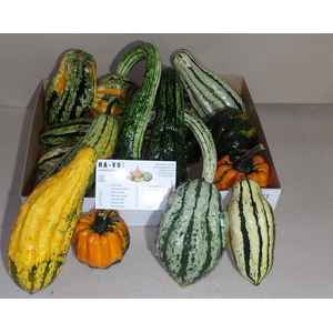 Cucurbita pepo indian mix