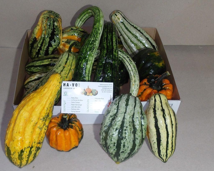 <h4>Cucurbita pepo indian mix</h4>